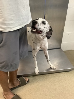 Lucky, a Dalmatian, available for adoption