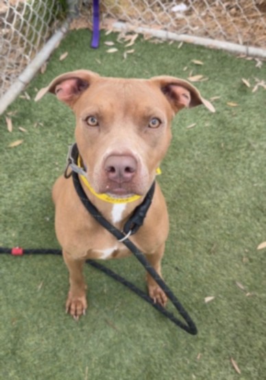 Zoe, a Pit Bull Terrier, available for adoption