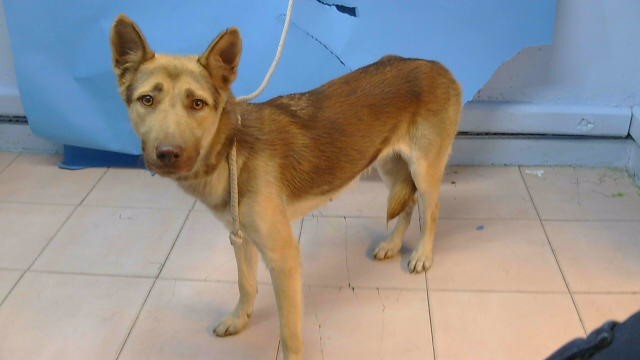 A5806025, a Siberian Husky, available for adoption