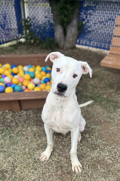 Walt, a American Staffordshire Terrier, available for adoption