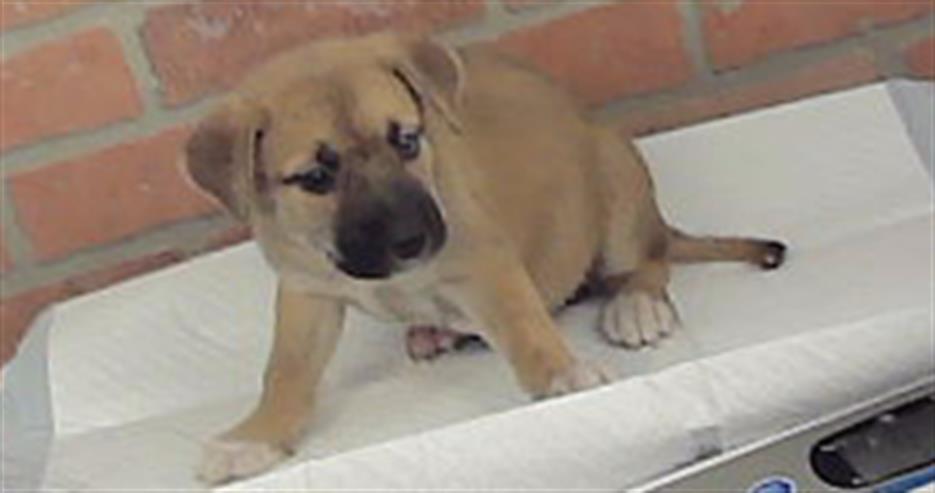 Raya, a German Shepherd, available for adoption