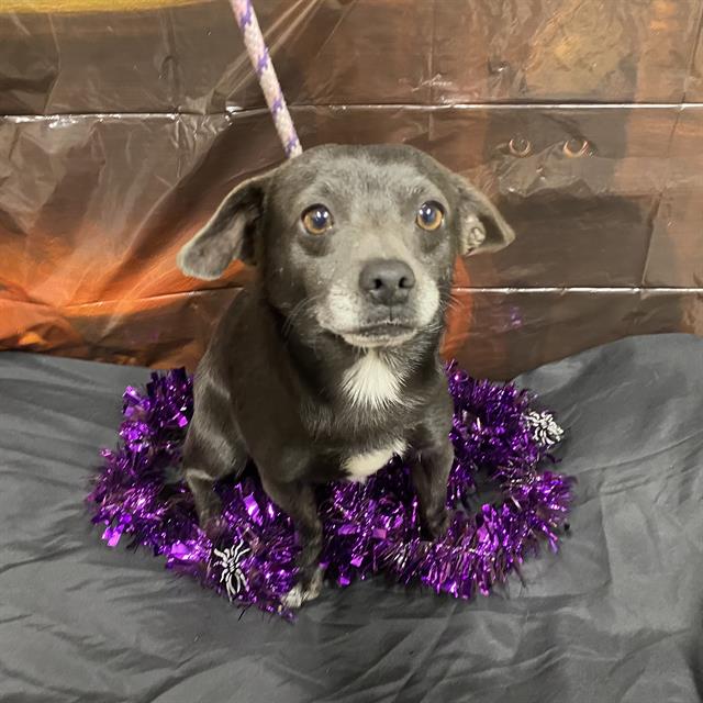 Fester, a Chihuahua, available for adoption