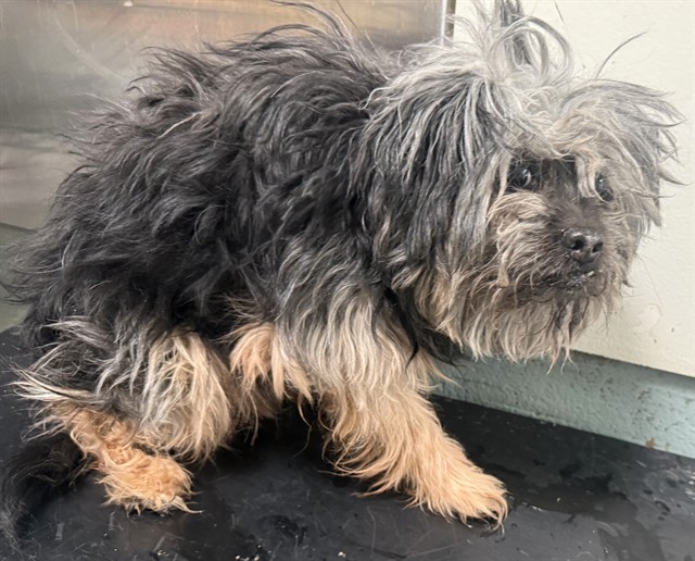 Casper, a Terrier, available for adoption
