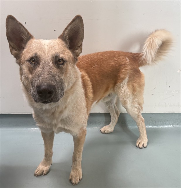 Jack, a German Shepherd, available for adoption