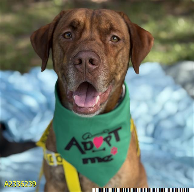 Archer, a Chocolate Labrador Retriever, available for adoption