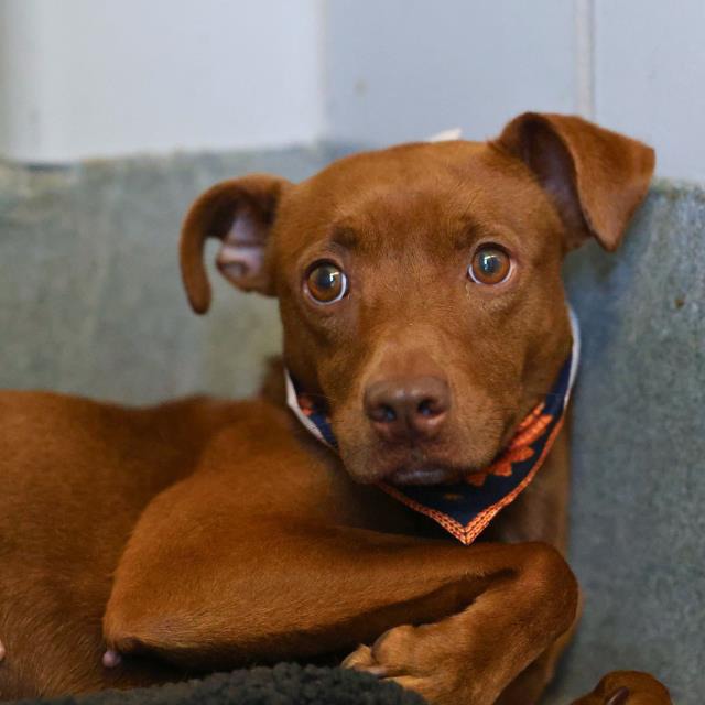 Hart, a American Staffordshire Terrier (mix breed), available for adoption