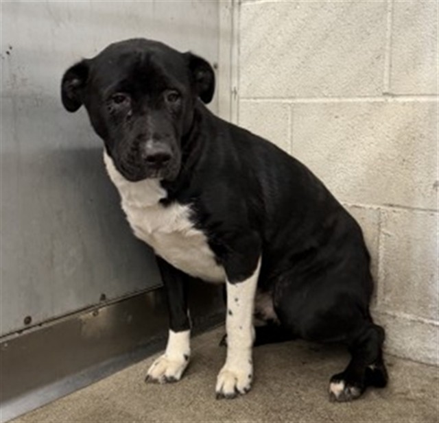 Concha, a Labrador Retriever (mix breed), available for adoption