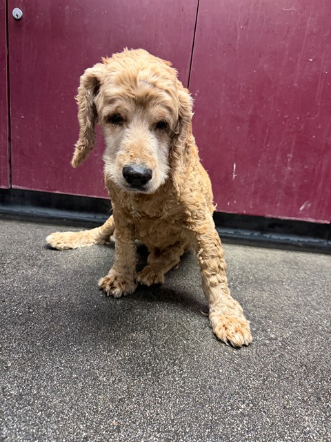 Subi, a Cocker Spaniel, available for adoption