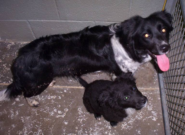 Other Photos of thie Dog
