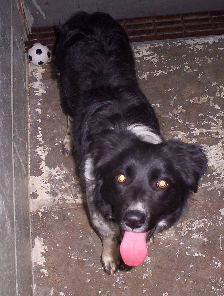 Other Photos of thie Dog