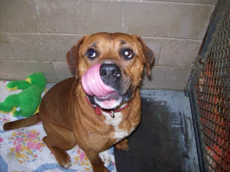 Other Photos of thie Dog