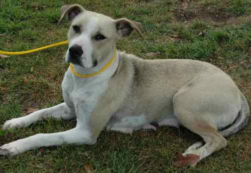 Other Photos of thie Dog