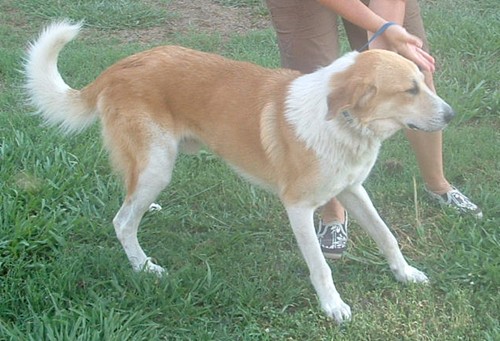 Other Photos of thie Dog