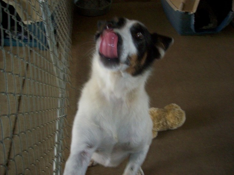 Other Photos of thie Dog