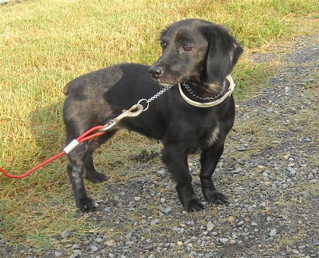 Other Photos of thie Dog