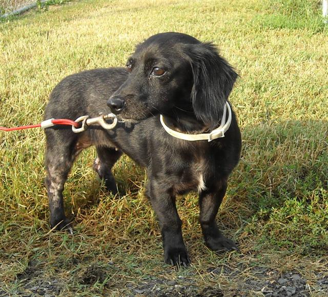Other Photos of thie Dog