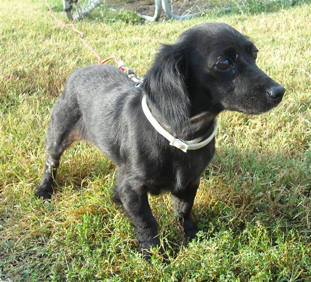 Other Photos of thie Dog
