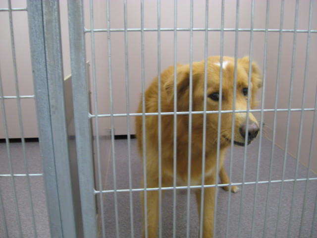 Other Photos of thie Dog