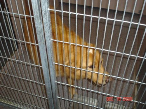 Other Photos of thie Dog