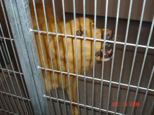 Other Photos of thie Dog