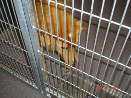 Other Photos of thie Dog