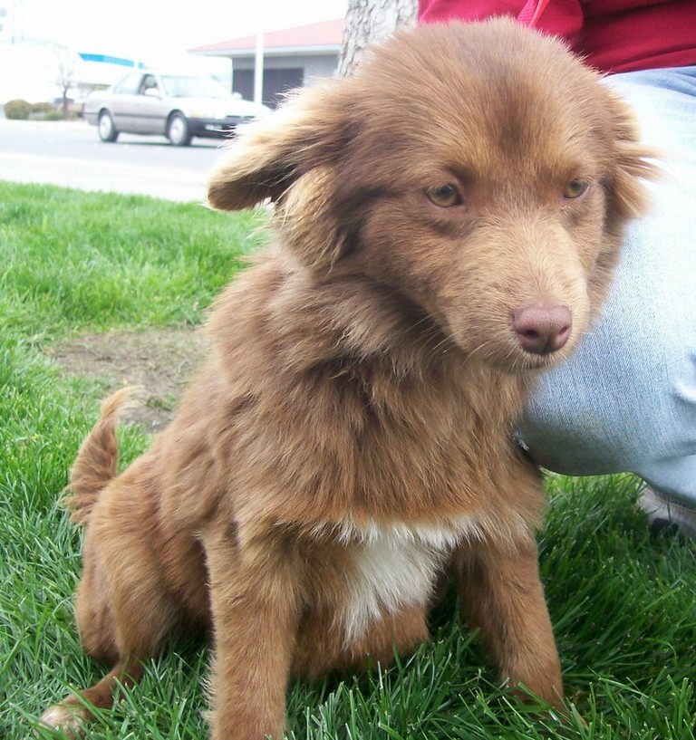 Other Photos of thie Dog