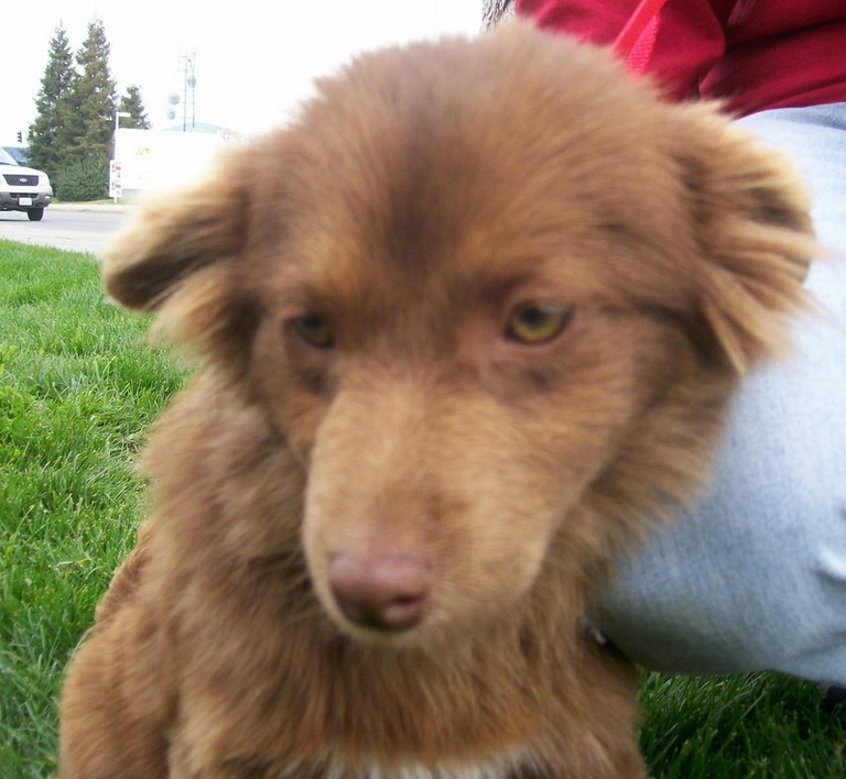 Other Photos of thie Dog