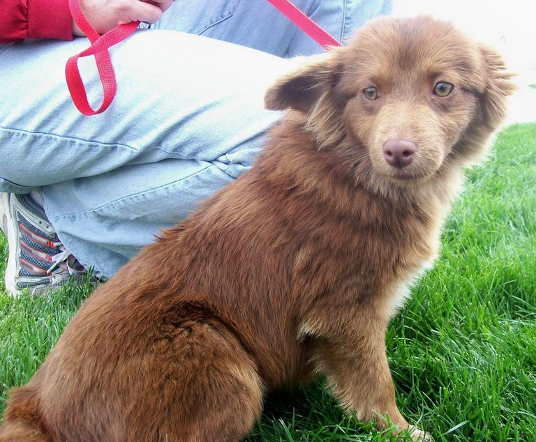 Other Photos of thie Dog