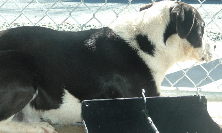 Other Photos of thie Dog