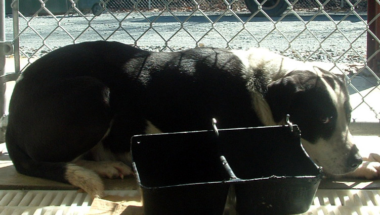 Other Photos of thie Dog