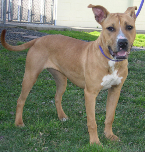 Other Photos of thie Dog