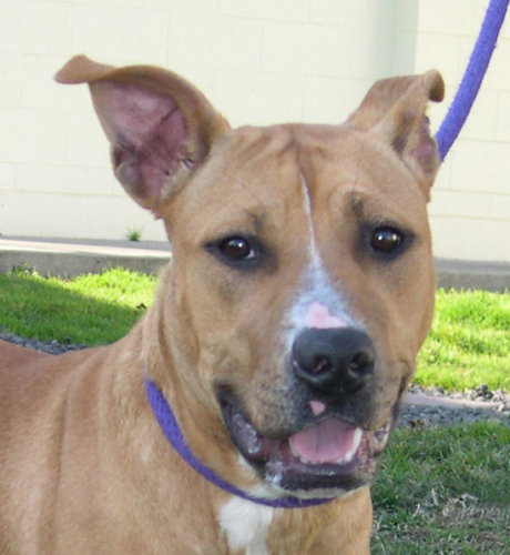 Other Photos of thie Dog