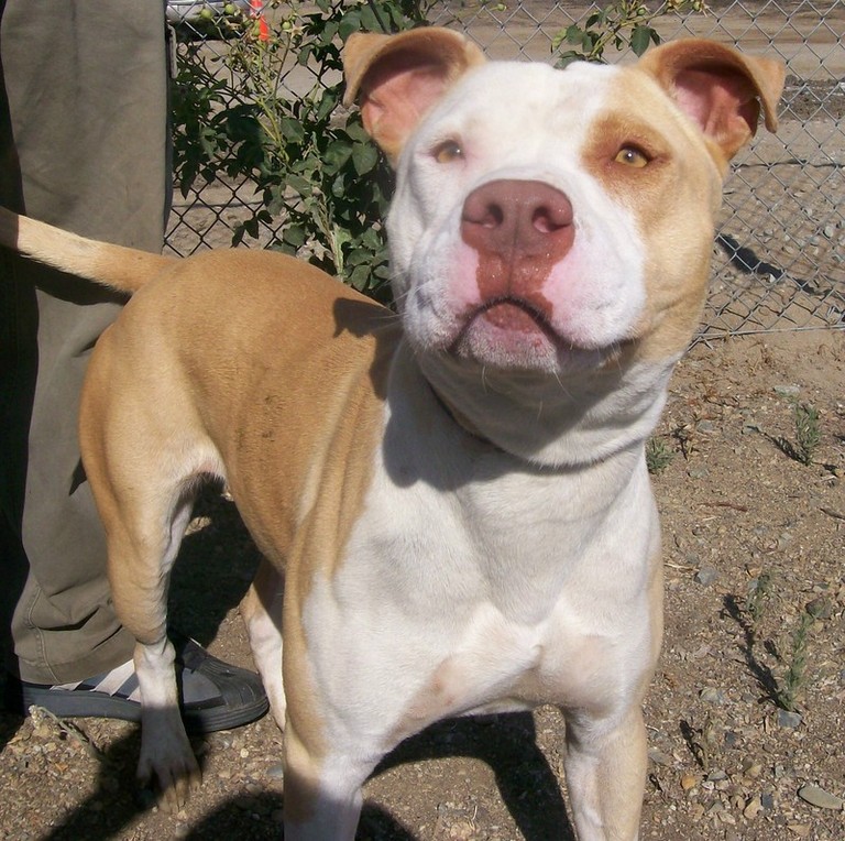 Other Photos of thie Dog