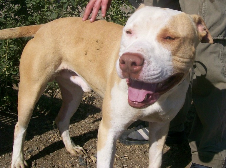 Other Photos of thie Dog