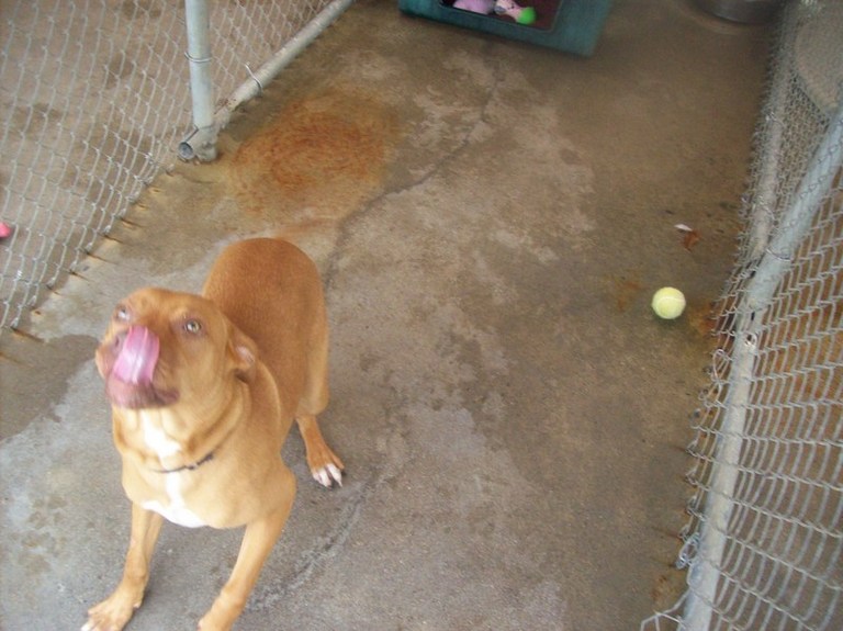Other Photos of thie Dog