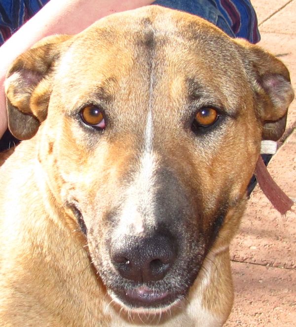 Main Photo of this Dog