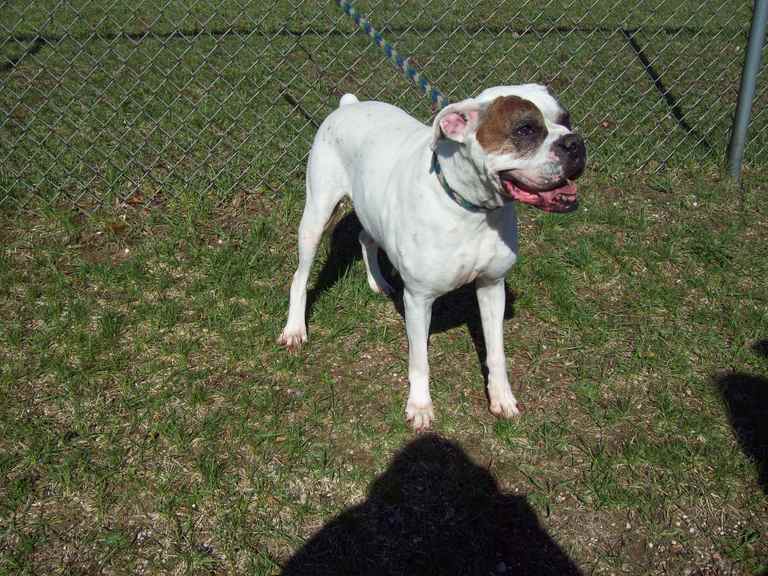 Other Photos of thie Dog