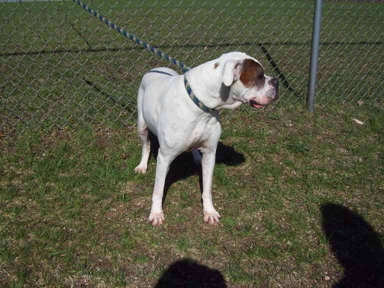 Other Photos of thie Dog