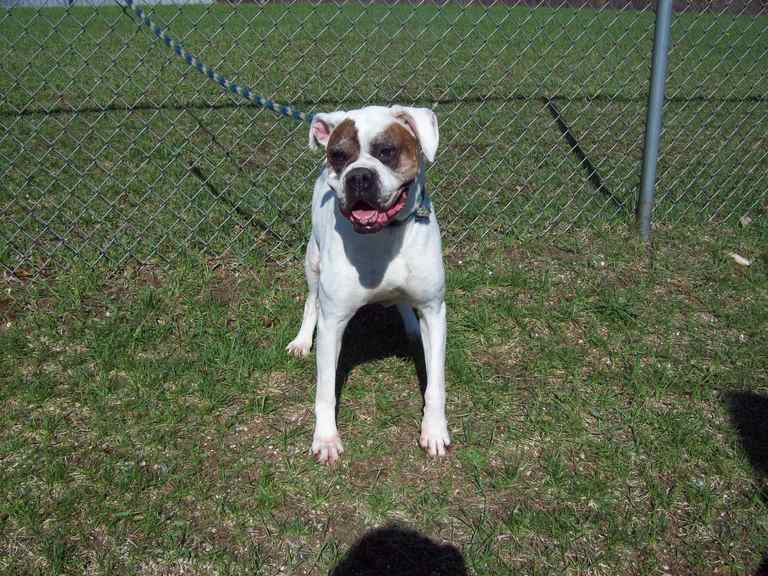 Other Photos of thie Dog