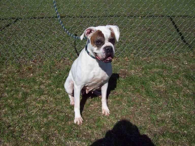 Other Photos of thie Dog