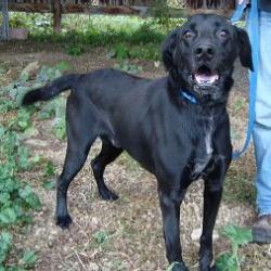 Main Photo of this Dog