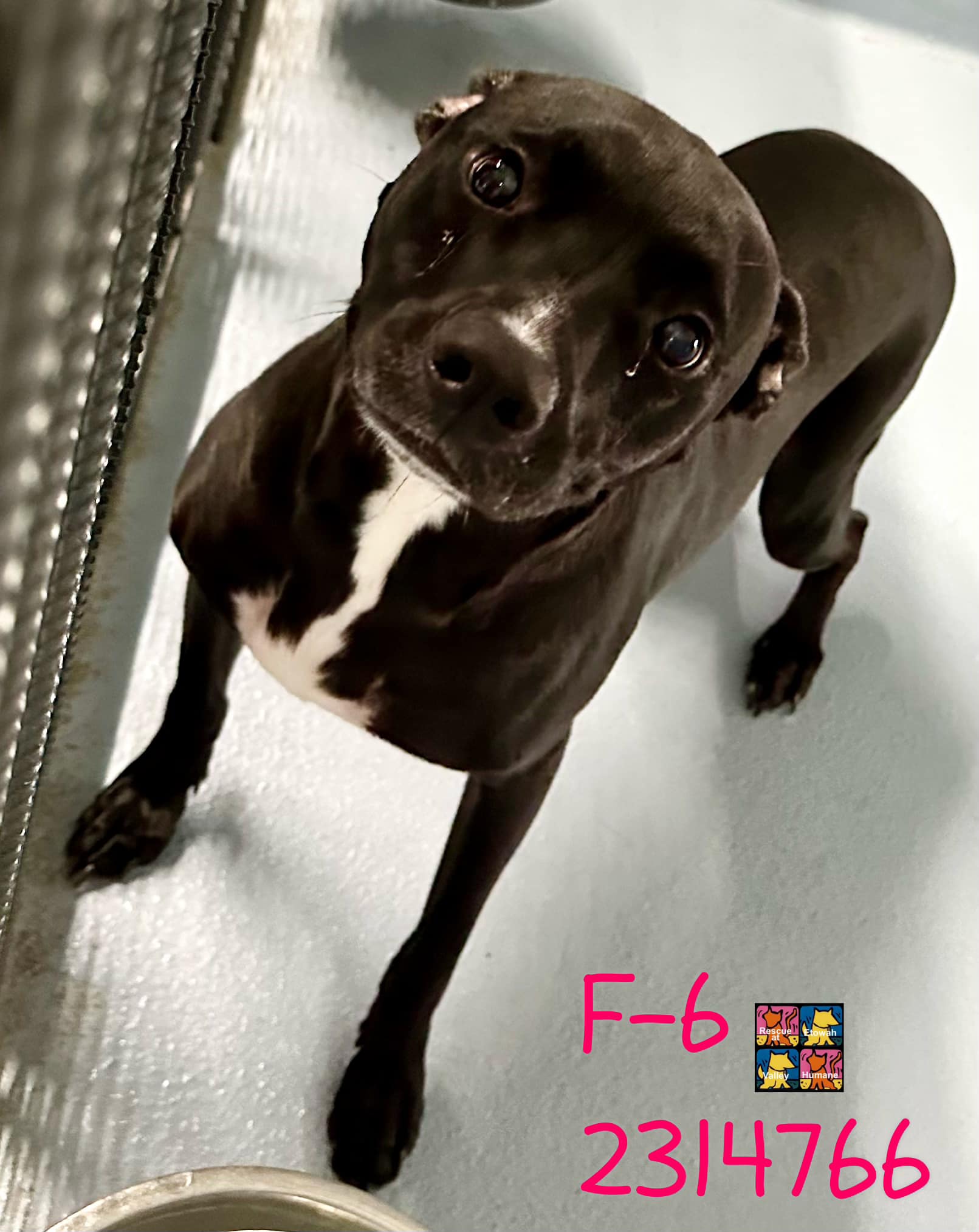 Main Photo of this Dog