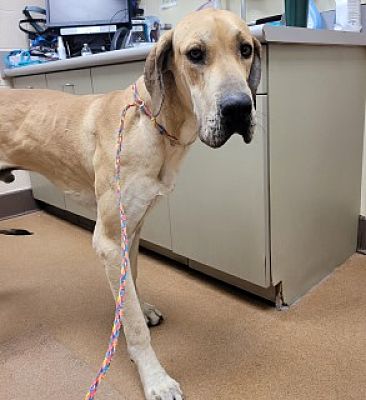 DogInDanger of Being Killed