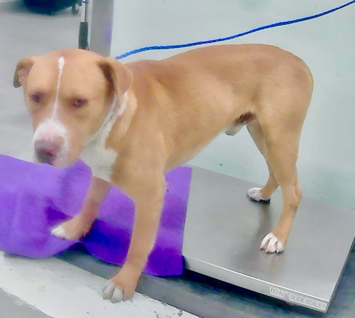 Main Photo of this Dog
