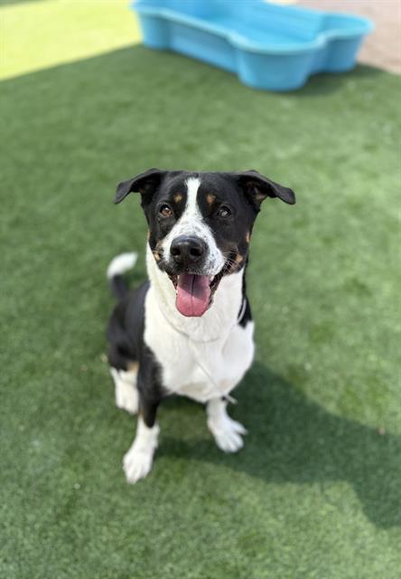 Millie, a German Shepherd, available for adoption