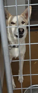 DogInDanger of Being Killed