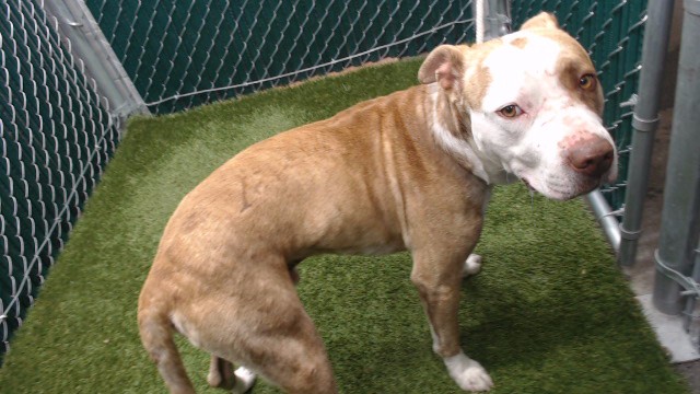Other Photos of thie Dog
