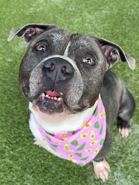 Bluey, a American Staffordshire Terrier, available for adoption