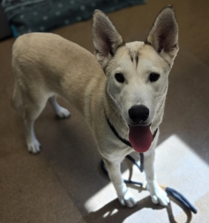 Marsh, a Shepherd (mix breed), available for adoption