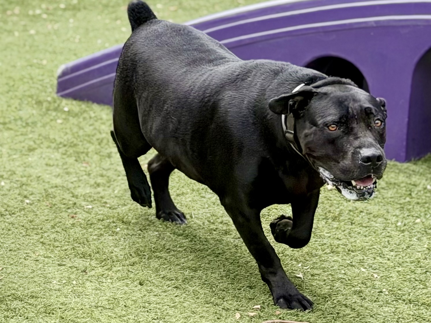 Grace, a Pit Bull Terrier, available for adoption